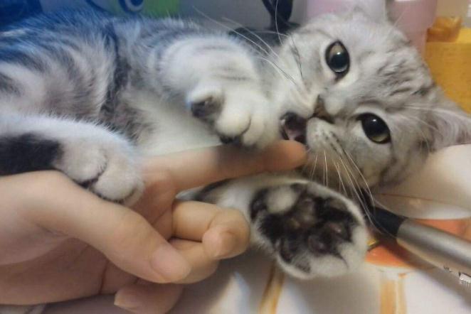 猫喜欢咬人手是为什么,怎么改正,是什么原因,为什么猫摸爽了会咬人