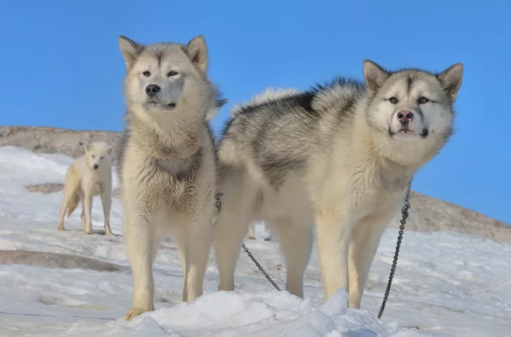 雪橇犬有几种，为什么不会摔倒，雪橇三傻是哪三种狗