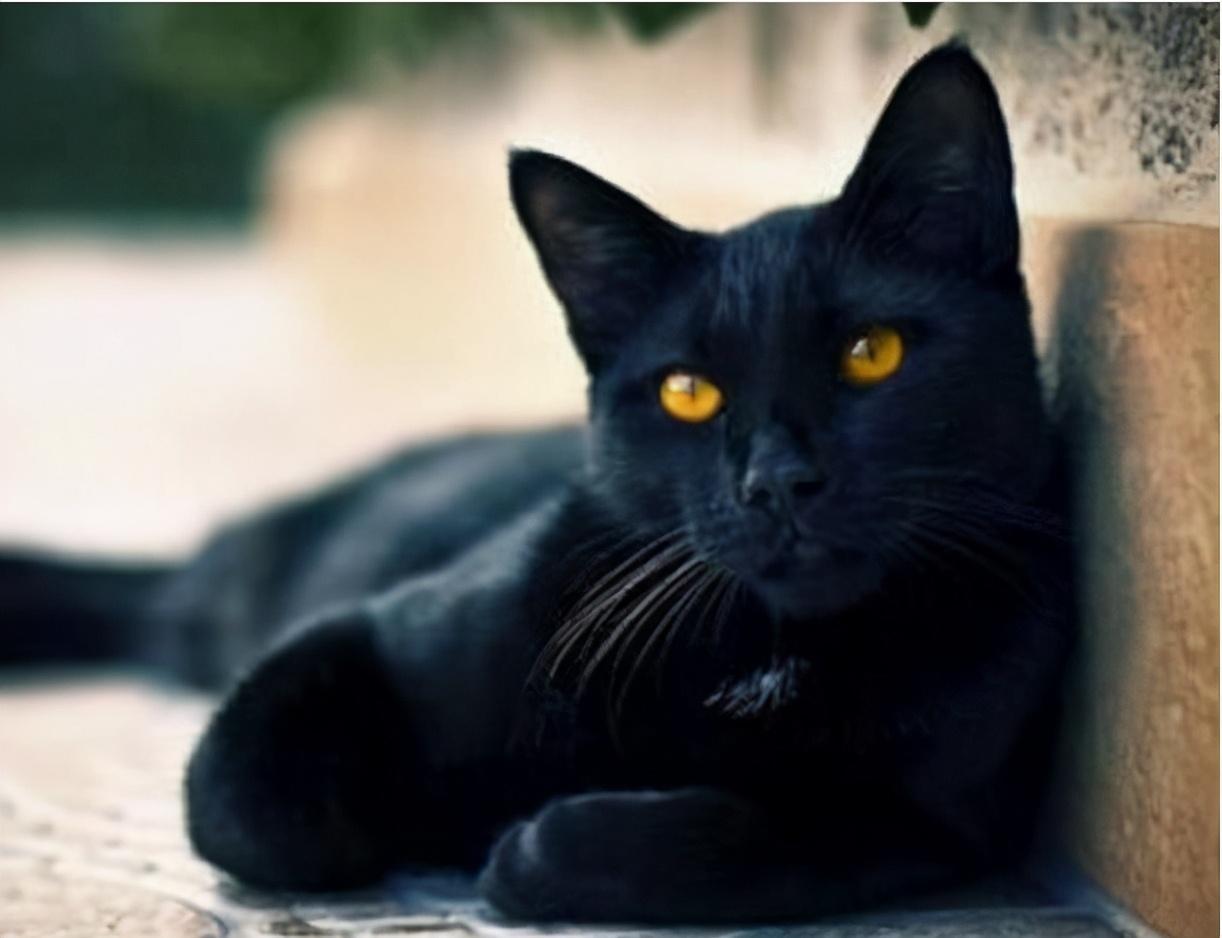 纯黑的猫一般人养不了,纯黑的猫是什么品种?（了解猫咪品种特点）