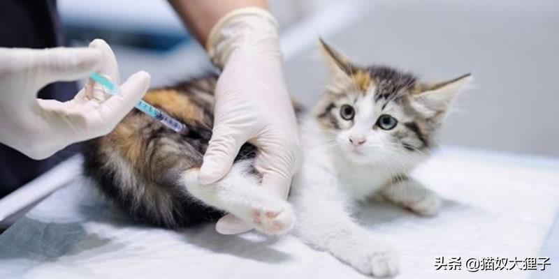 宠物猫多久打一次疫苗和驱虫（养猫必须知道的常识）