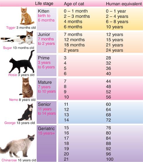 猫咪和兔子寿命到底有多长？（对比分析家宠寿命）