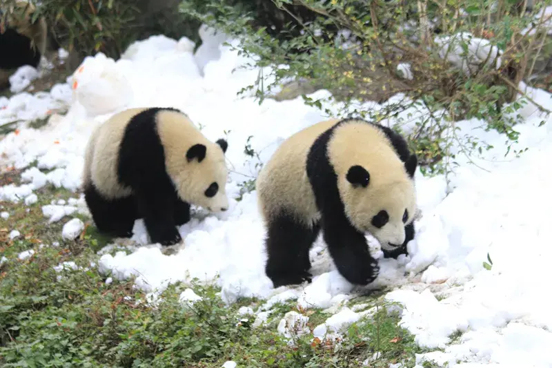 熊冬眠吗百科，为什么那么久，为什么熊猫不需要冬眠