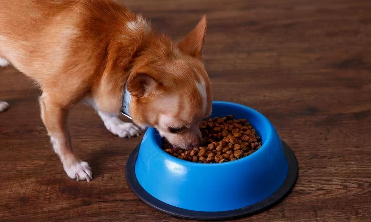 狗狗可以吃饼干吗,里面有糖成分，狗狗一般吃什么零食比较好