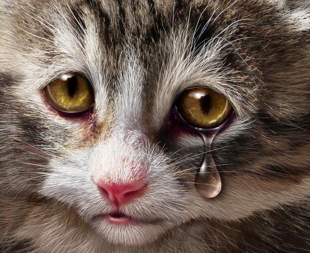 猫哭是因为伤心吗为什么,猫流泪是什么原因造成的,猫伤心的表现