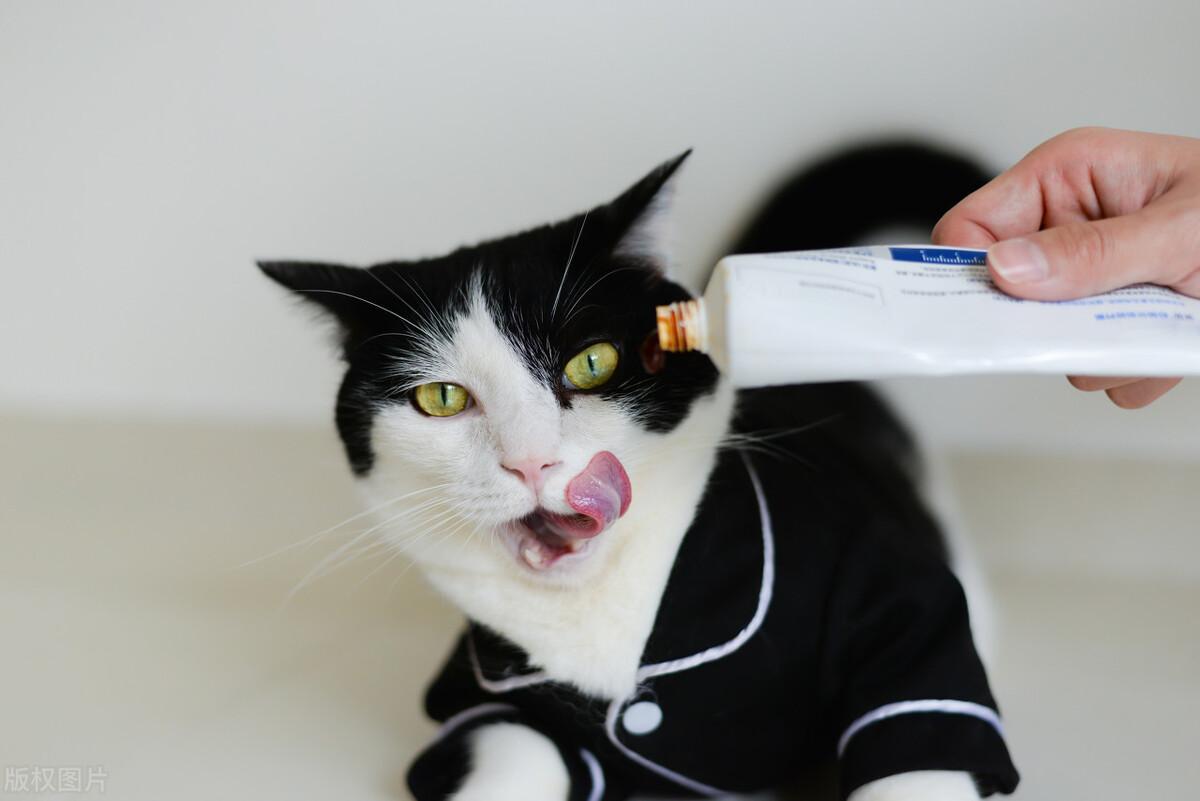 猫咪吐黄水不吃食怎么办(引起猫咪不适的常见病因及应对措施)