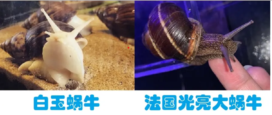 夏威夷蜗牛主要吃什么食物，蜗牛的饮食及饲养方法