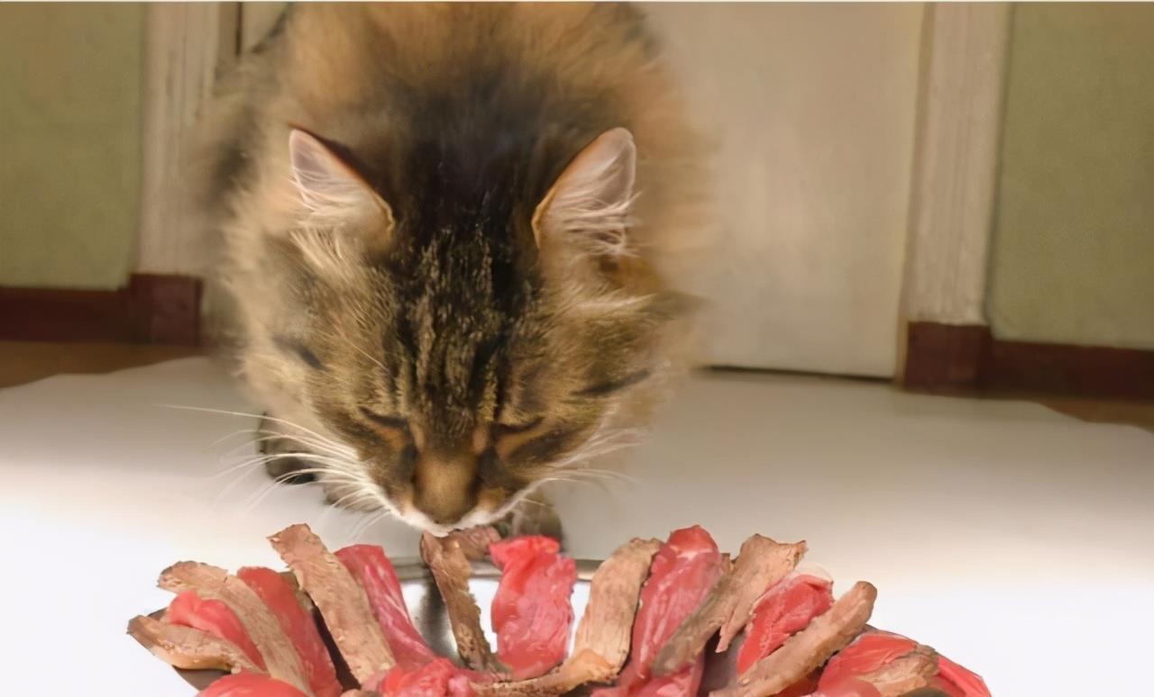 猫咪不能吃什么东西会中毒,新手养猫要注意什么（常见有毒食物一览）