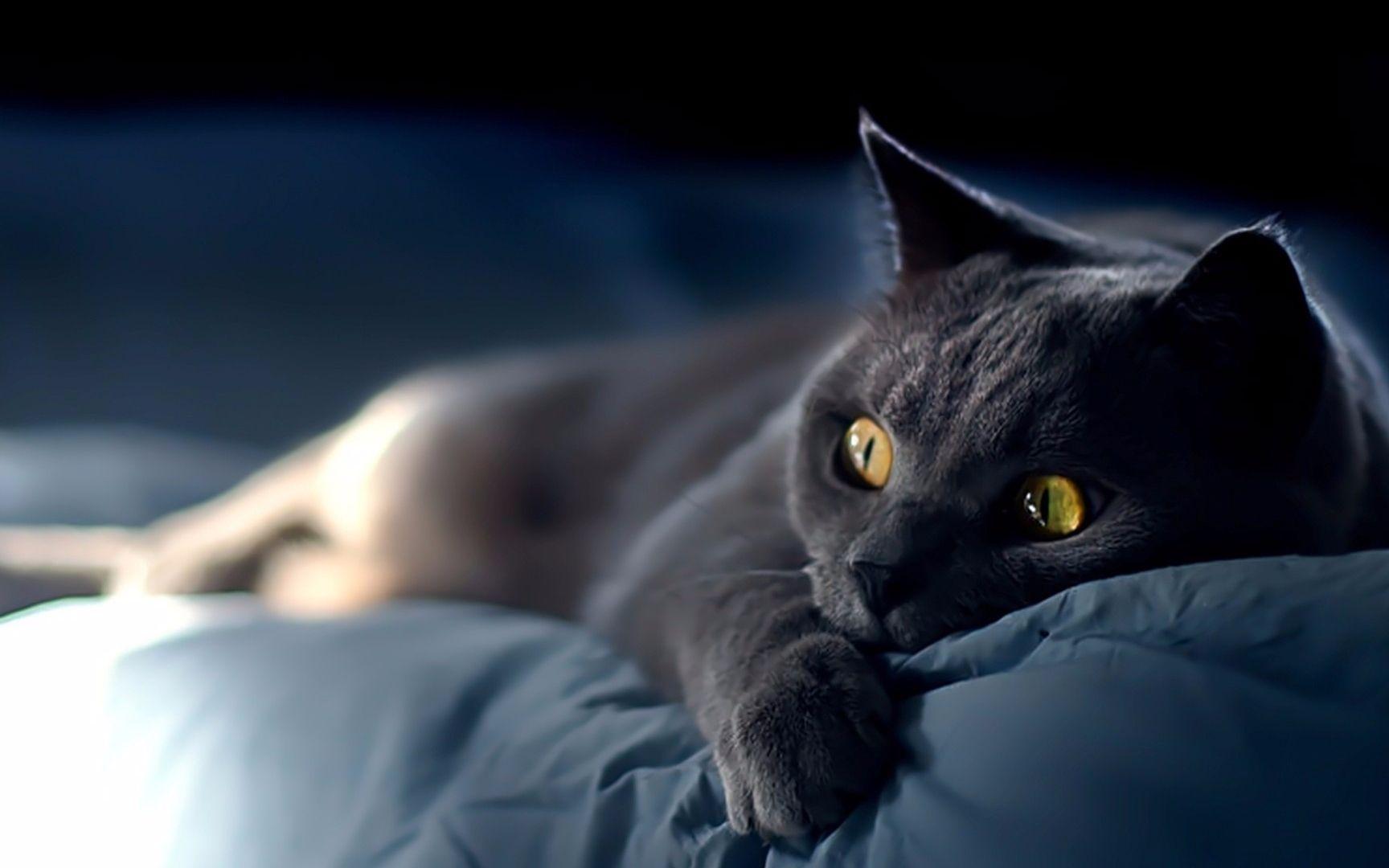 纯黑的猫一般人养不了,纯黑的猫是什么品种?（了解猫咪品种特点）