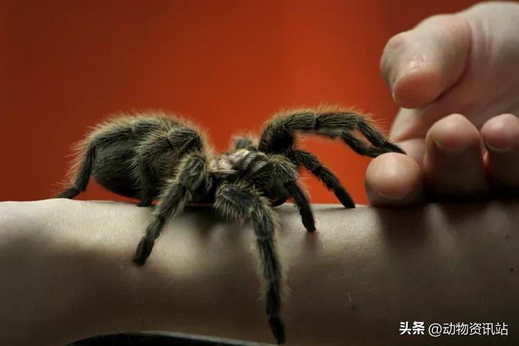 智利火玫瑰蜘蛛有毒吗，蜘蛛吃什么食物，是益虫还是害虫