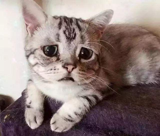 一个月猫咪有泪痕是什么原因导致的,了解原因并遵循正确方法解决（解读猫咪泪痕问题）