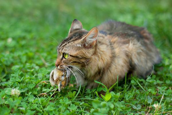 猫吃了老鼠药多久会死，症状是什么样的，怎么解救