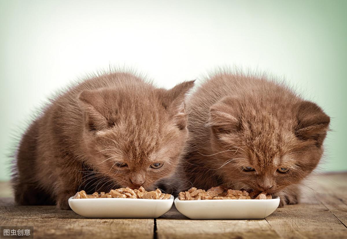 猫咪也会放屁，正常情况下是无味的，和这6个饮食习惯有关