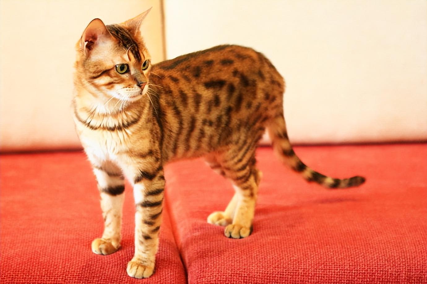 虎斑暹罗猫优点和缺点,多少钱一只（温顺可爱的虎斑暹罗猫价格一览）