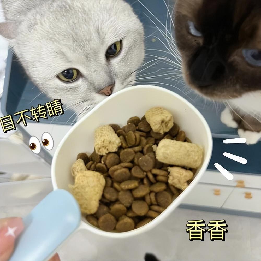 猫咪不能吃什么东西会中毒,新手养猫要注意什么（常见有毒食物一览）
