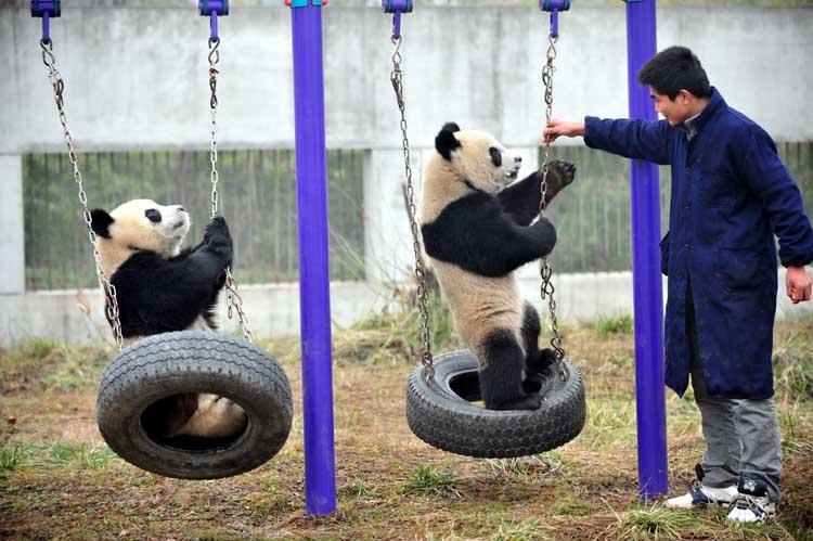 熊猫智商相当于人类几岁,和狗的智商谁高,大熊猫有多聪明
