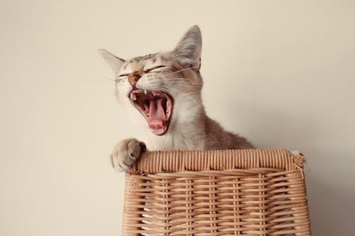 小猫一般是几个月可以换完牙,一岁换牙正常吗（了解小猫生长发育）