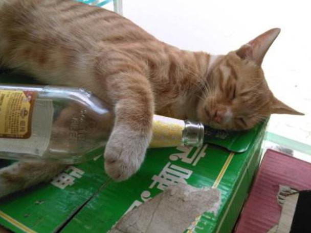猫喝酒会怎么样,对身体有什么危害（真相大揭秘：猫与酒的危险关系）