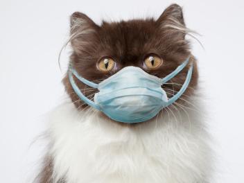 猫打喷嚏流鼻涕是什么原因,猫一直打喷嚏不好,猫发烧哪里热