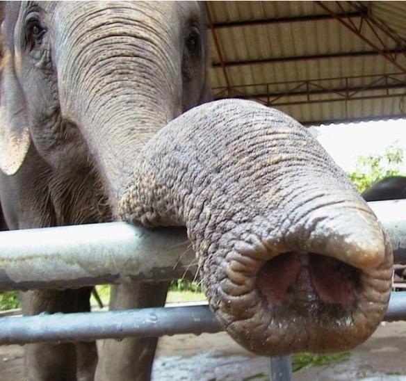 大象的尾巴有什么作用和特点，动物局部特写图片高清