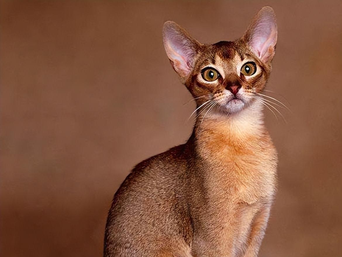 埃及法老猫的饲养注意事项，埃及法老猫叫什么（爱好者必读）