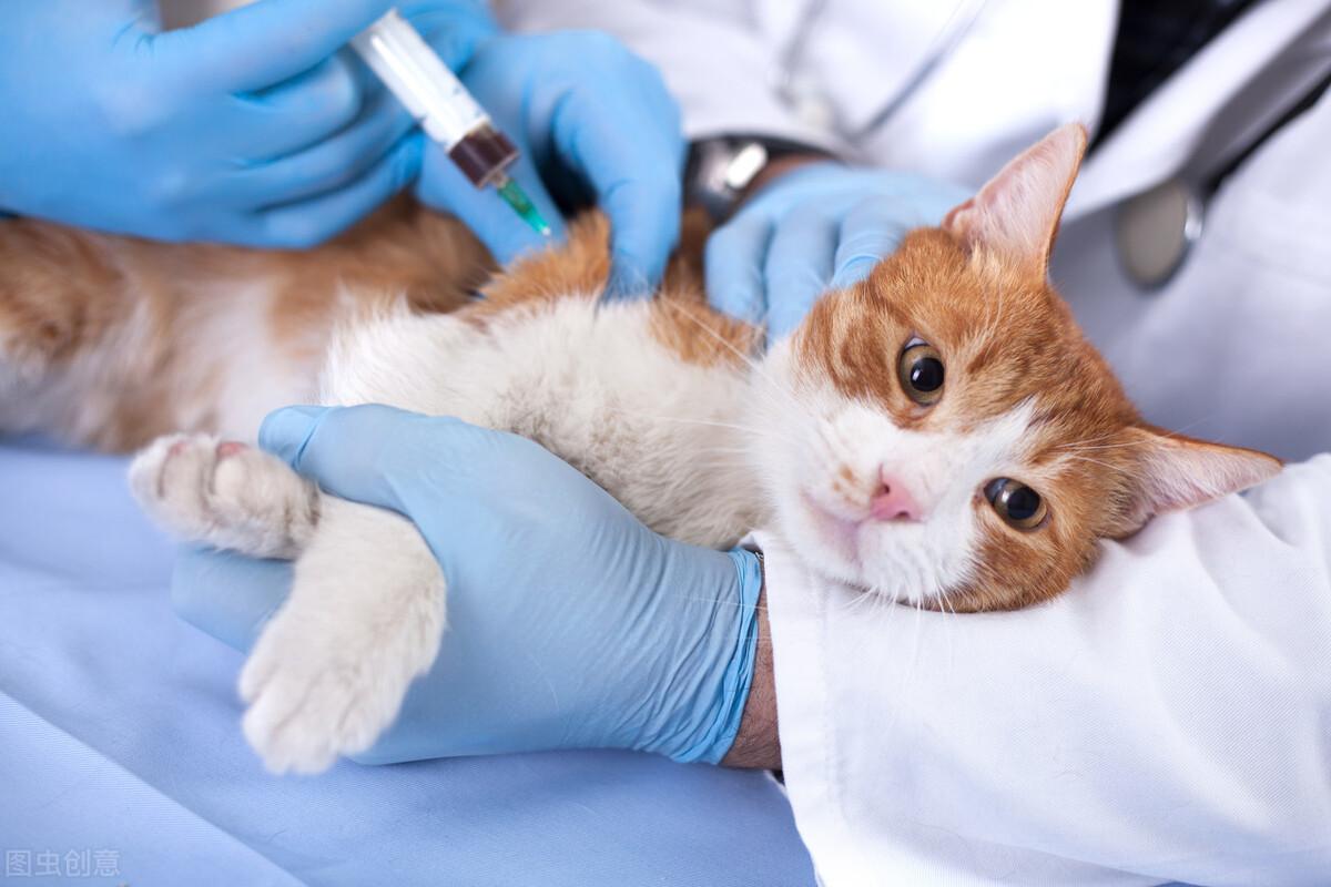 猫要打什么疫苗,要打几针疫苗(养猫必备，常规疫苗种类简介)