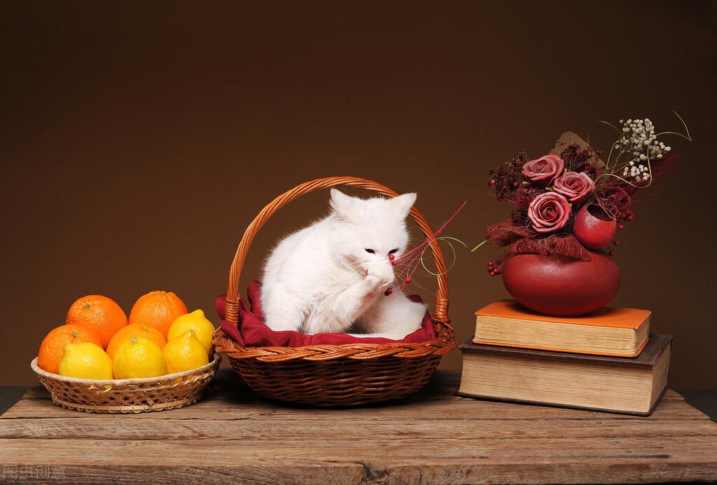 猫咪可以吃甜瓜吗有毒吗，为什么，可以吃什么水果