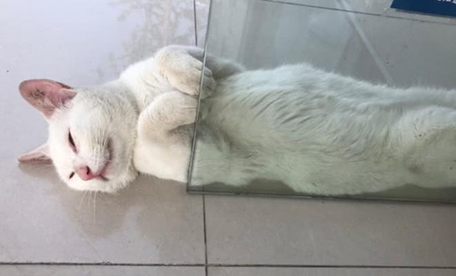 宠物猫咪能吹空调吗为什么，多少度就要给猫开空调