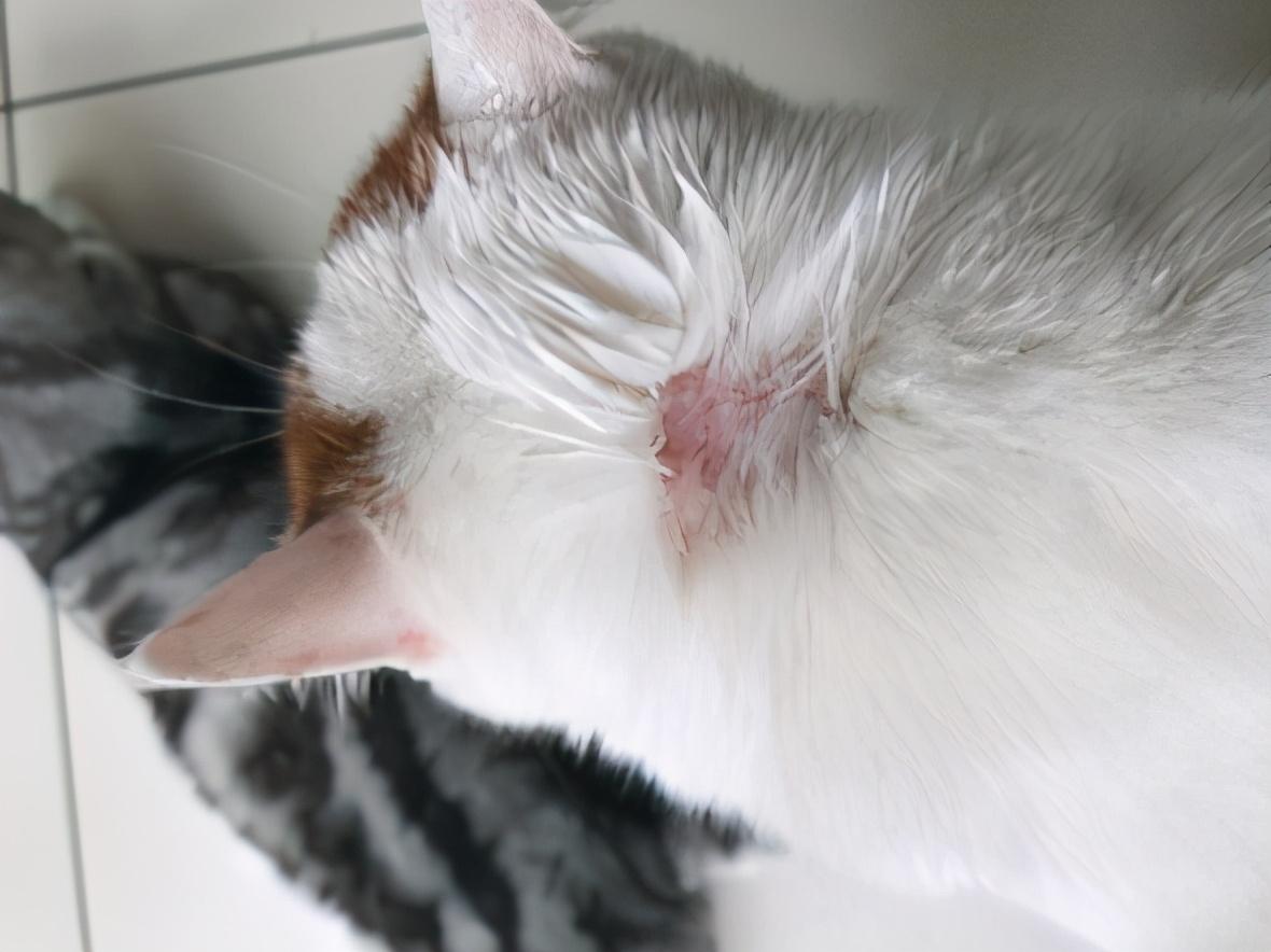 猫真菌感染和猫藓的区别是什么,猫真菌是猫癣吗（症状和治疗方法对比）