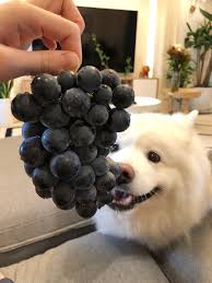 狗子吃了一颗葡萄会怎么样，狗狗吃什么水果比较好