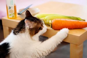 猫咪厌食呕吐怎么回事,是什么原因，帮助你解决麻烦（味道/情感两方面万无一失）