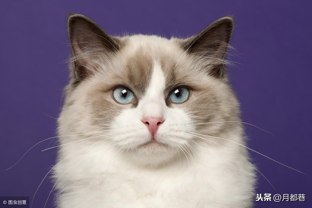 布偶猫品种分类名称,蓝双和海双怎么区分（了解不同品种特性）