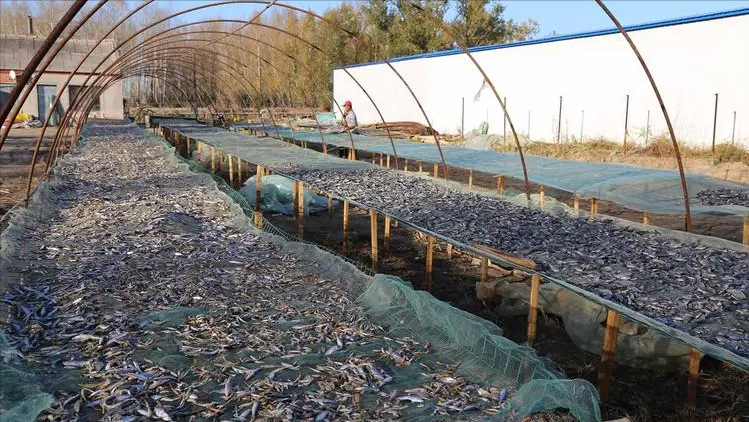 泥鳅怎么养才能养活，泥鳅的养殖方法和技术分享