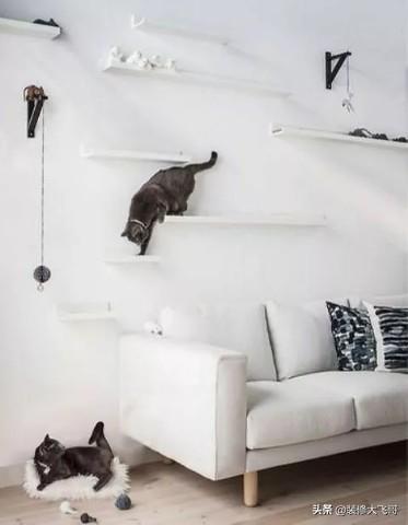 开放式阳台如何防止猫跳出去，猫咪在家里突然消失了，养猫为啥要封阳台