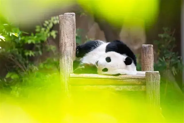 熊冬眠吗百科，为什么那么久，为什么熊猫不需要冬眠