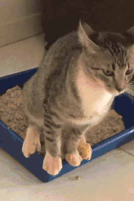 猫咪没有猫砂会憋死吗？（为您提供正确的猫砂选择和使用方法）