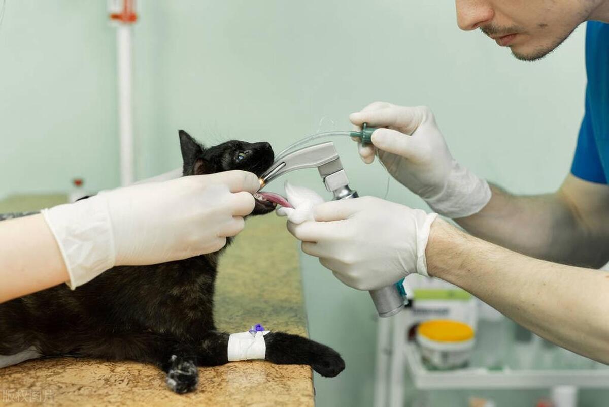 猫瘟是怎么引起的,如何预防和治疗？（了解猫咪传染病问题）
