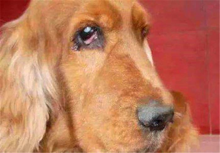 狗狗突然像哭似的抽噎是为什么,宠物狗哭是怎么回事