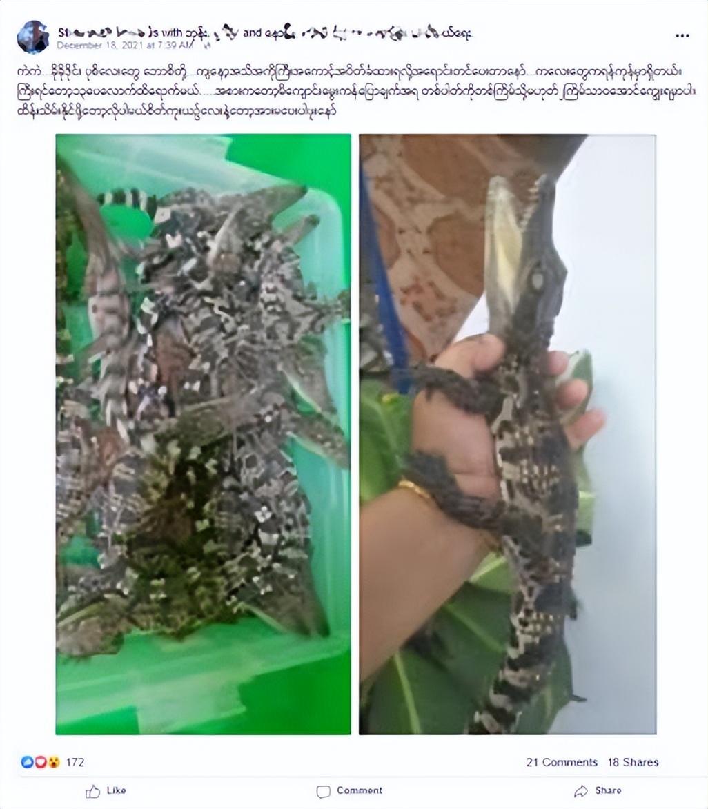 靴脚陆龟怎么养，缅甸野生动物交易市场，小动物们的地狱