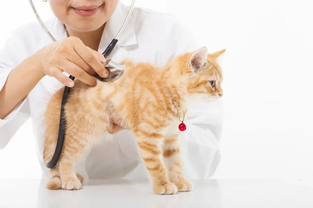 猫咪生化检查是查什么,有必要吗,大概多少钱（关注宠物体检健康）