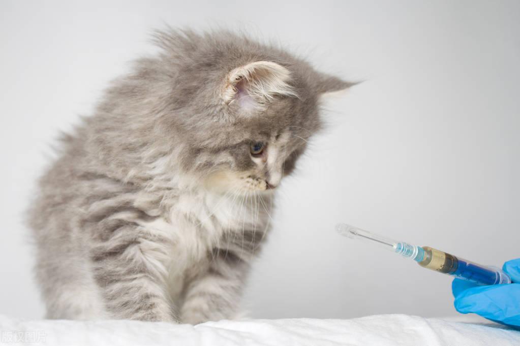 养猫咪要打什么针大概多少钱,一般要打什么疫苗（猫咪预防针详解及费用）