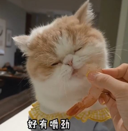 猫能吃虾壳吗，泰迪可以吃虾仁吗?对猫咪有益的食物有哪些