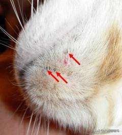 猫咪毛囊炎怎么治疗方法,会传染人吗（重视猫的皮肤健康）
