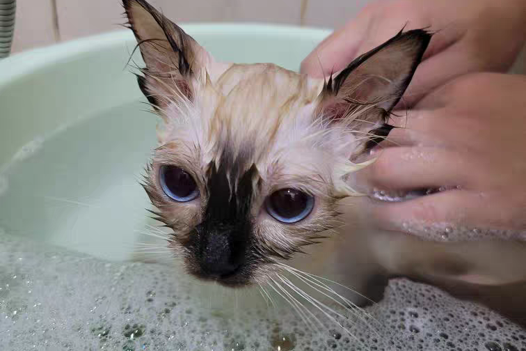 给猫洗澡用人的沐浴露可以吗？（揭秘人用洗护用品对宠物造成的影响）