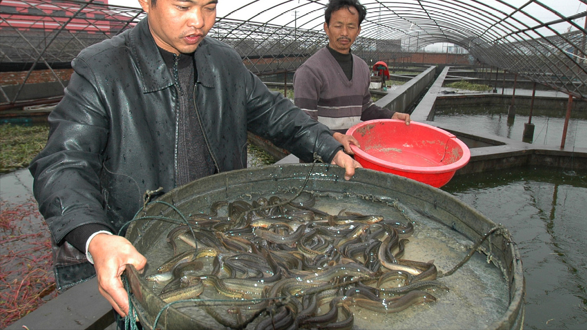 泥鳅怎么养才能养活，泥鳅的养殖方法和技术分享